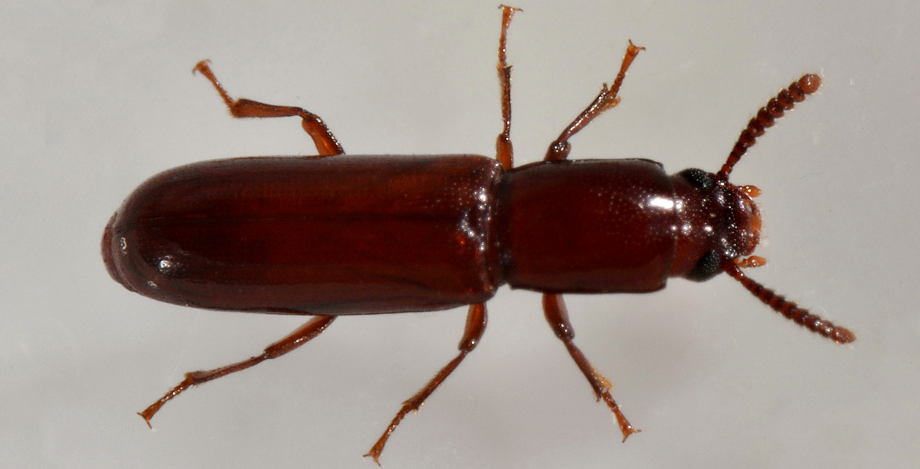 Corticeus unicolor